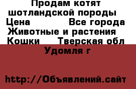 Продам котят шотландской породы › Цена ­ 2 000 - Все города Животные и растения » Кошки   . Тверская обл.,Удомля г.